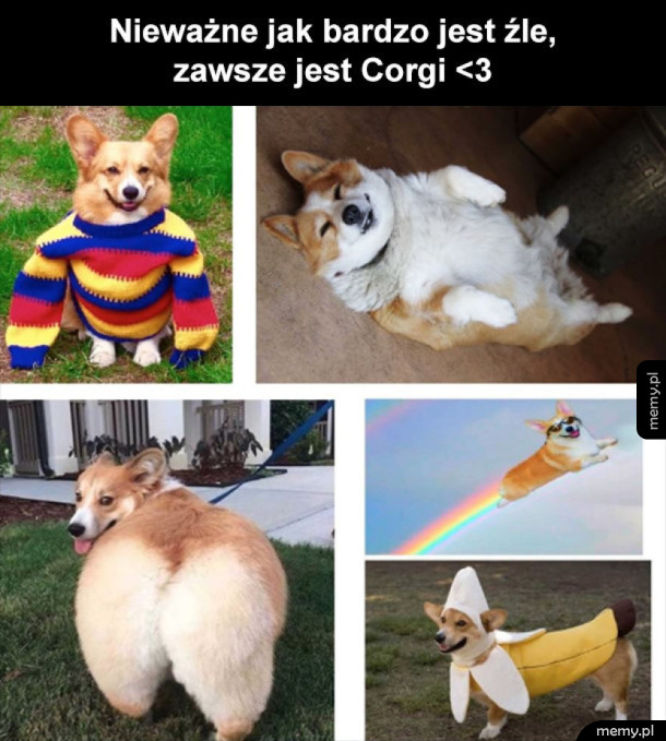 Corgi są super