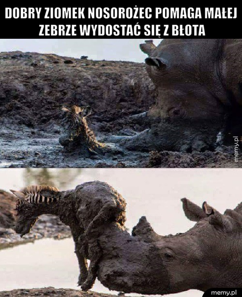 Dobry ziomek