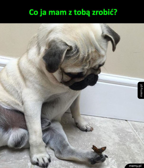 Motylek i pies