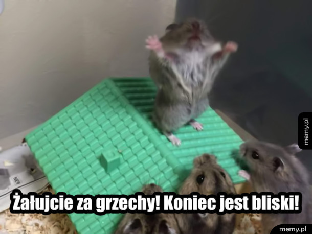 Gryzoniowy prorok