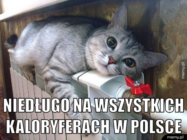     Koteł