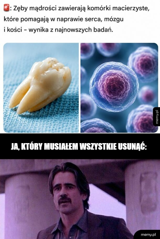Ząb mądrości obok komórek macierzystych.