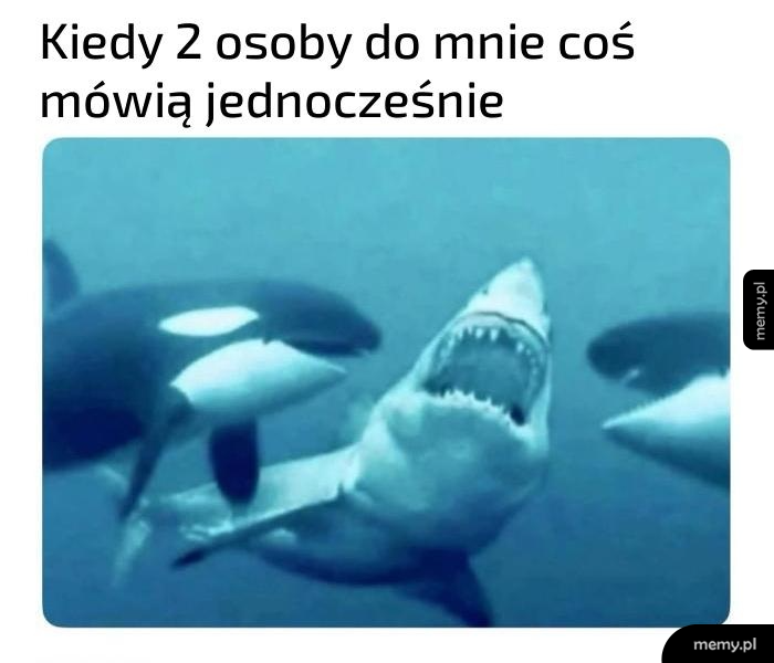 Rekin w wodzie z orkami w tle, wyrażający zdezorientowanie.