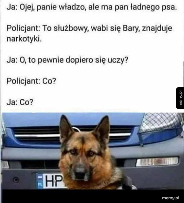 Pies policyjny siedzi przed radiowozem, rozmowa między policjantem a osobą.