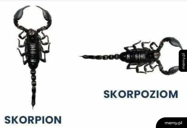 Dwa skorpiony, jeden z lewej, drugi z prawej, z podpisami.