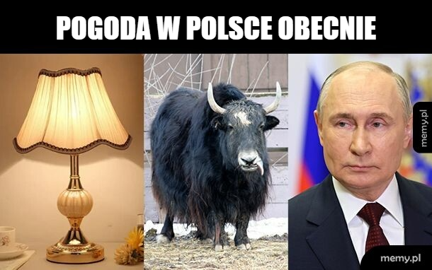 Lampa, yaks, mężczyzna w garniturze.