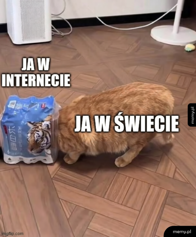 Kot z plastikowym pojemnikiem na głowie w pomieszczeniu.