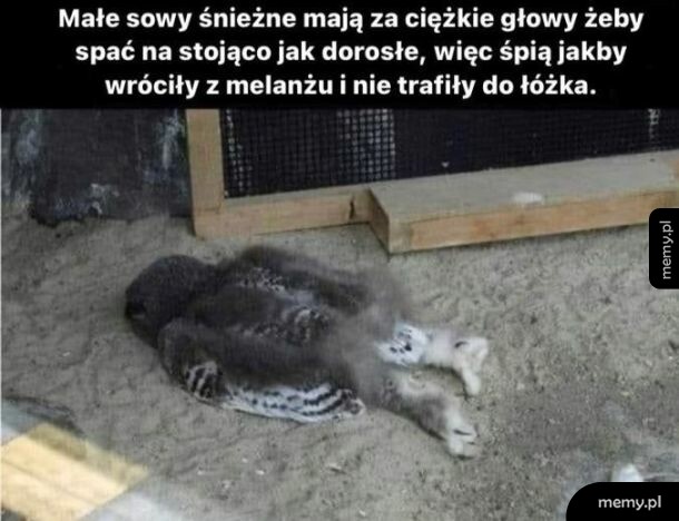 Sowa