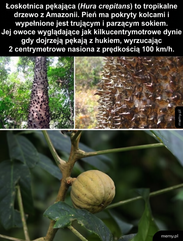 Tropikalne drzewo z kolcami i owocami przypominającymi dynię.