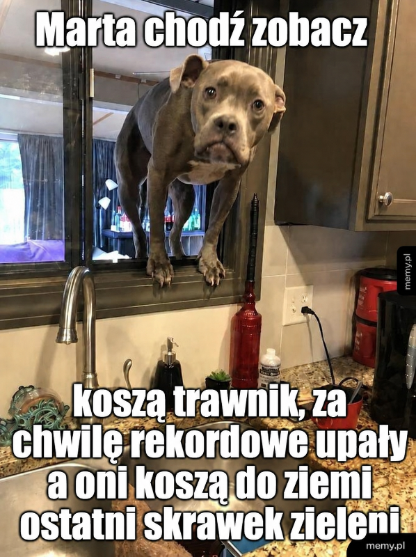 Pies na blacie kuchennym, patrzy przez okno.