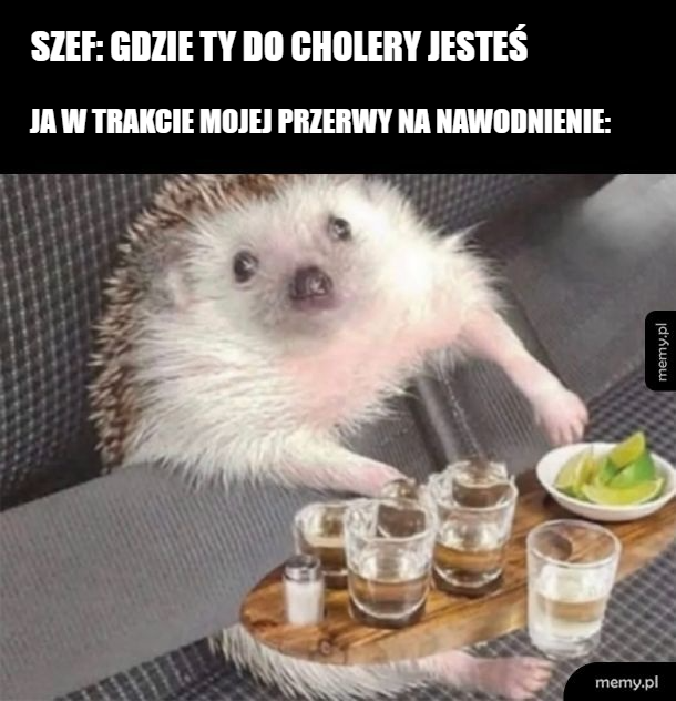 Jeż siedzący przy stole z kieliszkami alkoholu.