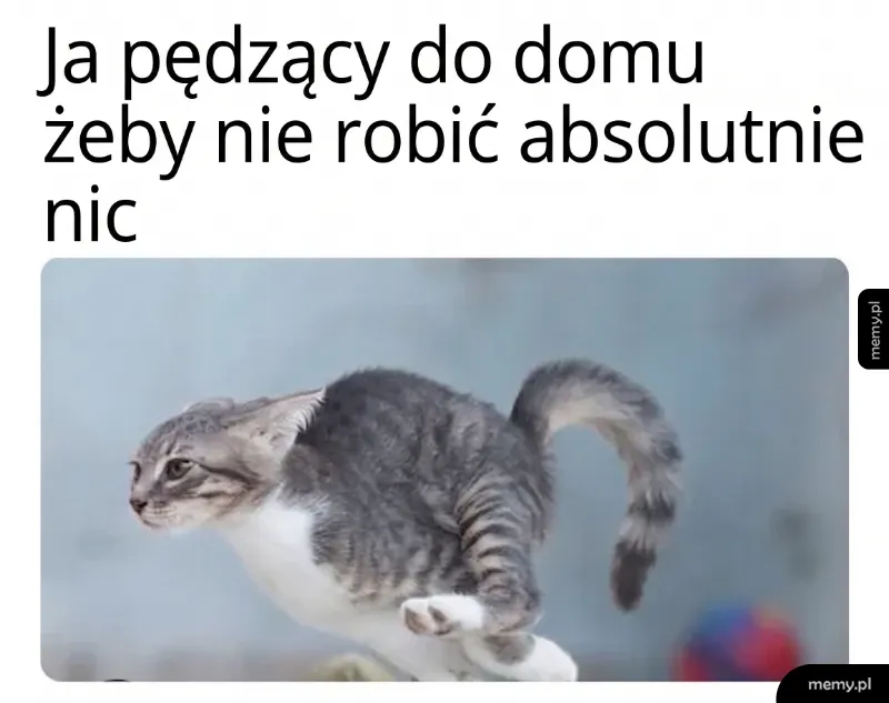 Kot skaczący w powietrzu, z wyrazem determinacji.
