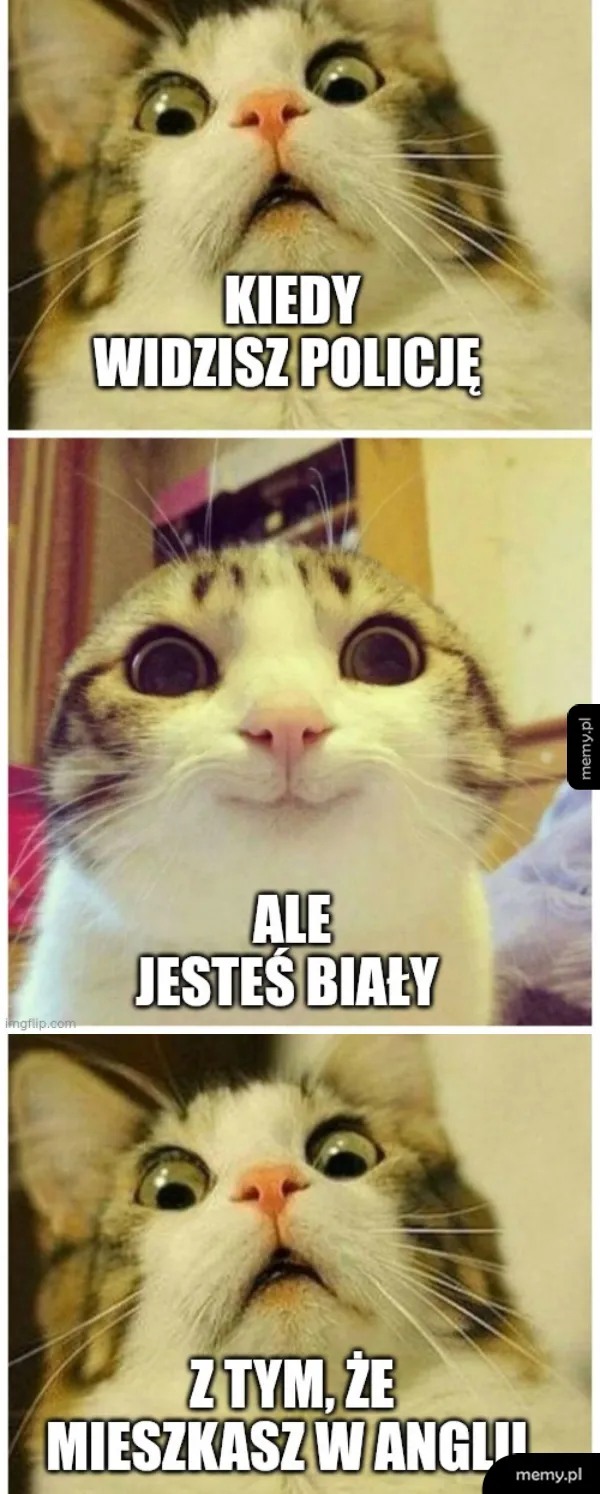 Kot z szeroko otwartymi oczami, wyrażający zaskoczenie.