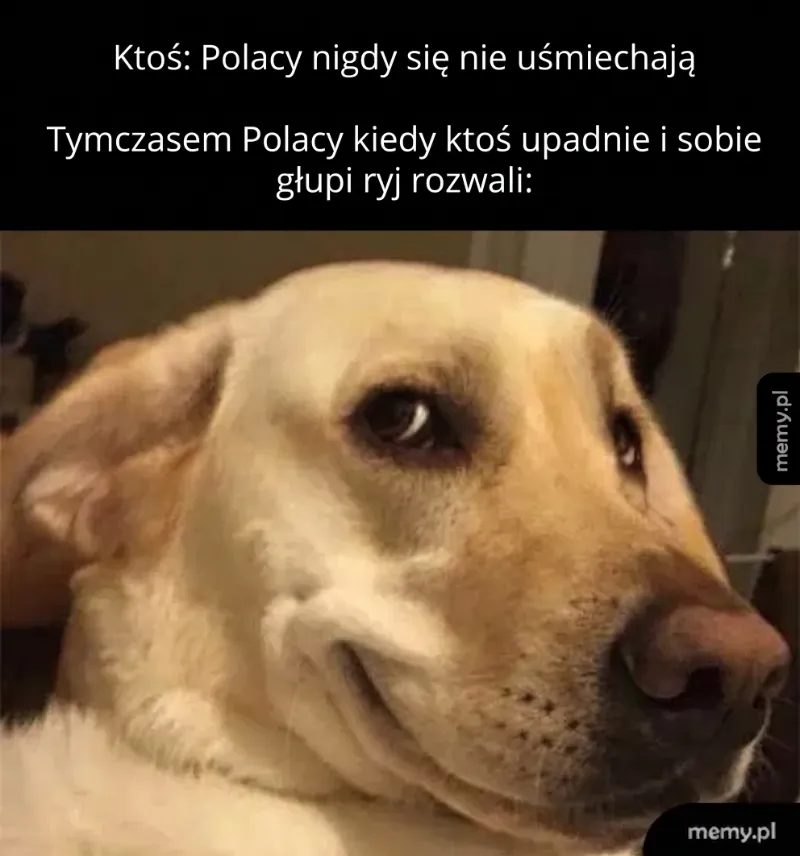 Pies z ironicznym uśmiechem na tle tekstu.