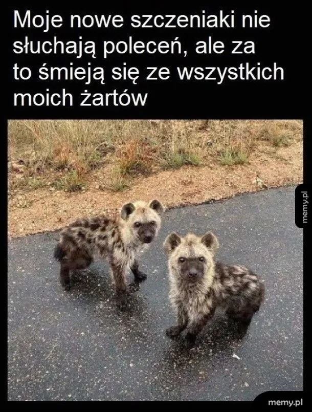 Szczeniaki