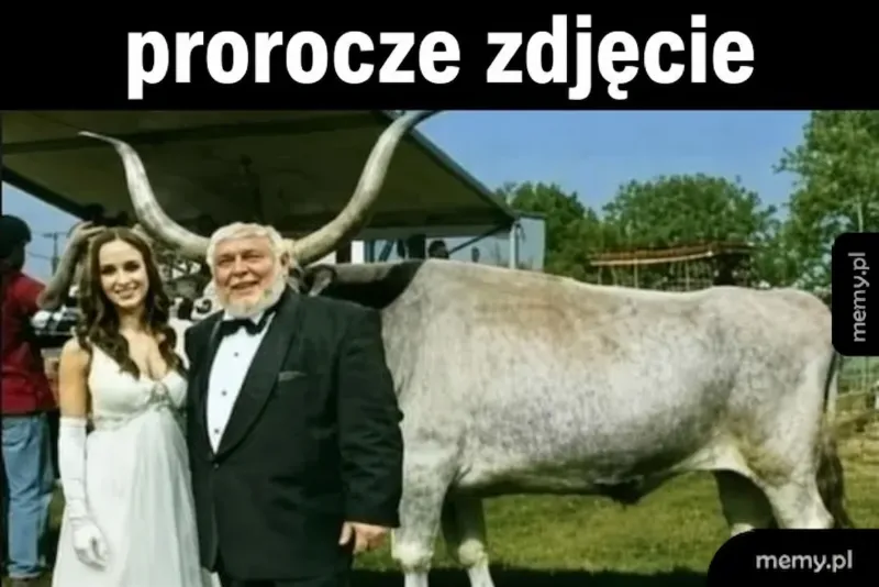 Mężczyzna w garniturze i kobieta w białej sukni obok dużego bydła.