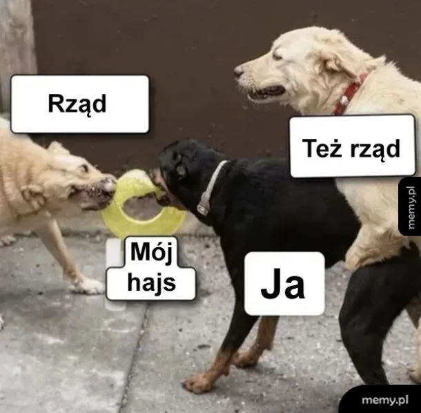Rząd