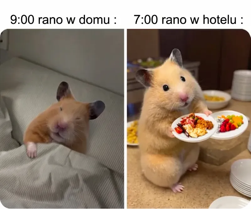 Chomik w łóżku i chomik z talerzem jedzenia.