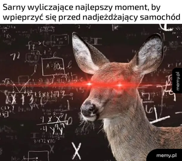 Sarna 🦌