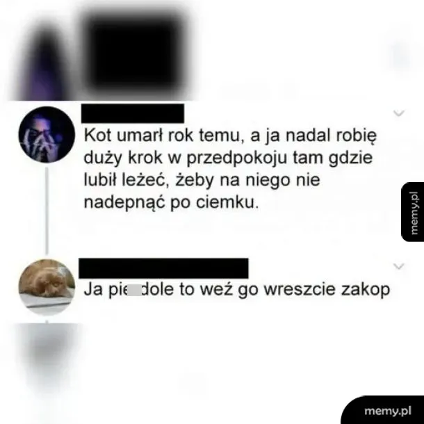 Zrzut ekranu z dyskusji w mediach społecznościowych na temat zmarłego kota.