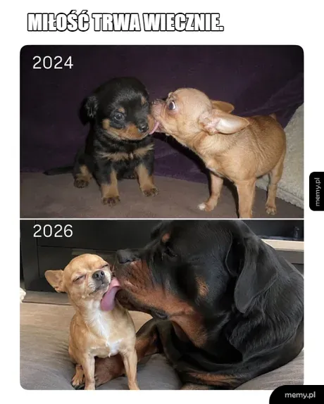 Dwa psy różnych ras – rottweiler i chihuahua – całujące się w latach 2024 i 2026.