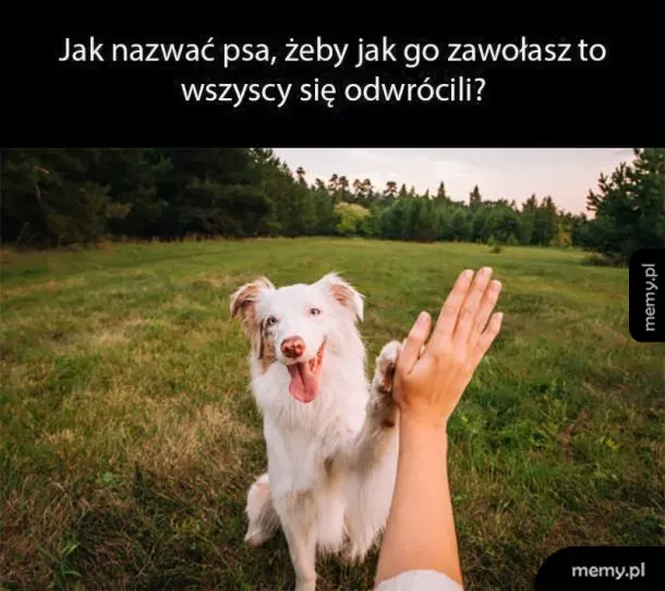 Szczęśliwy pies przybijający piątkę z człowiekiem na łące