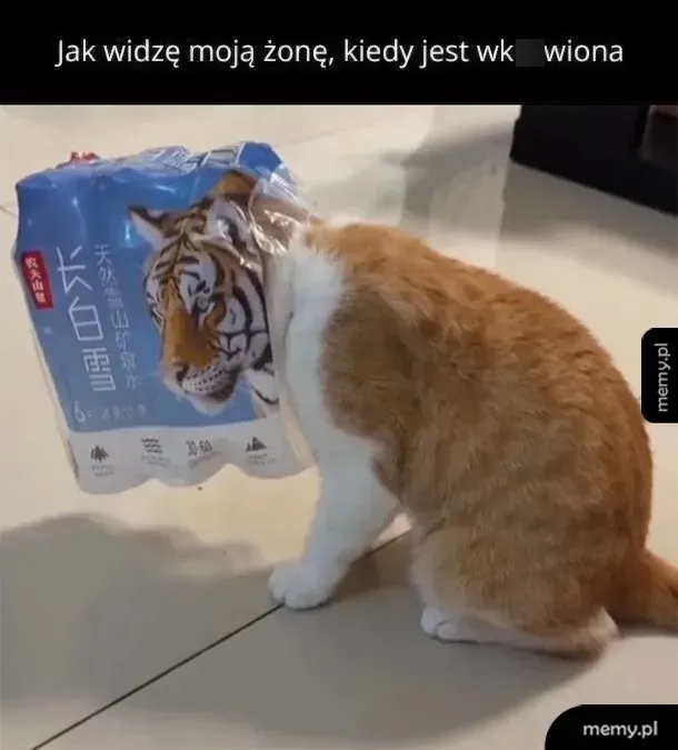 Kot z głową w zgrzewce wody z nadrukiem tygrysa