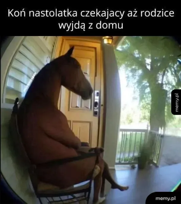 Koń siedzący na krześle przed drzwiami domu