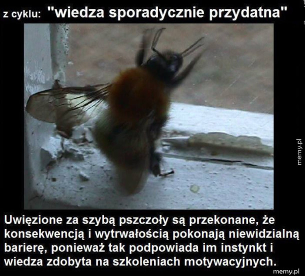 Wiedza Sporadycznie przydatna