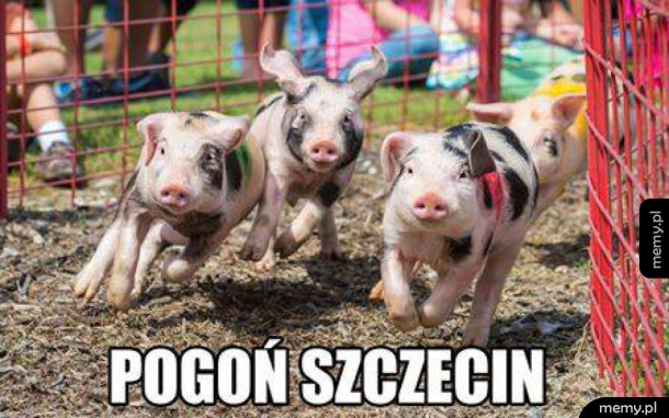 Pogoń szczecin
