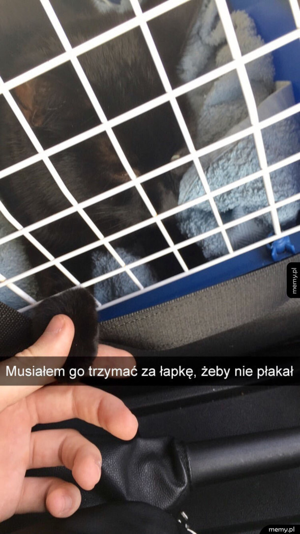 Wsparcie dla kotka