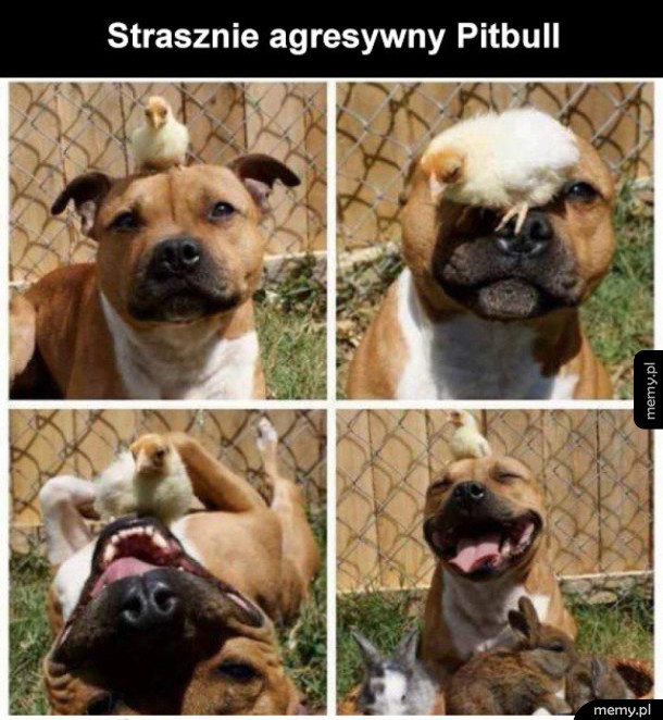 Pitbull taki niebezpieczny