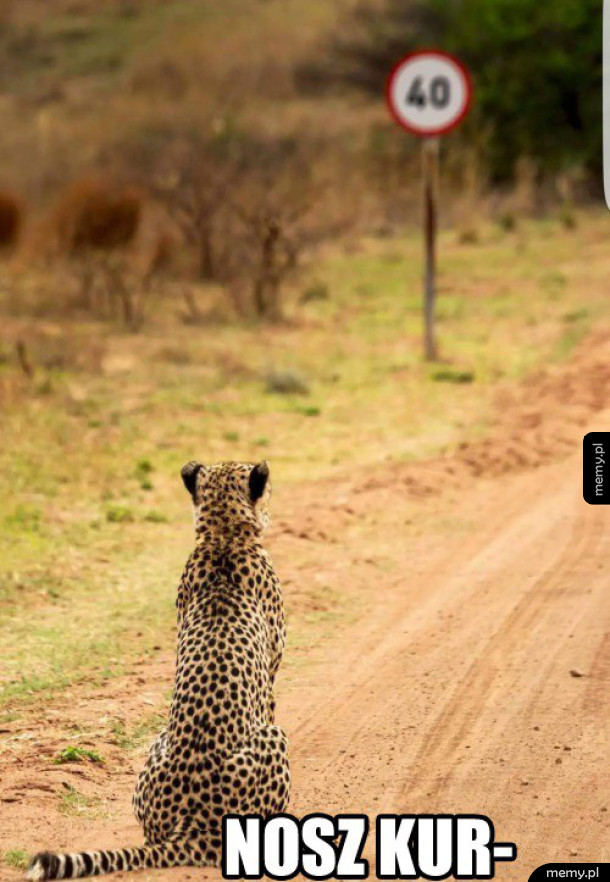 Gepardeł