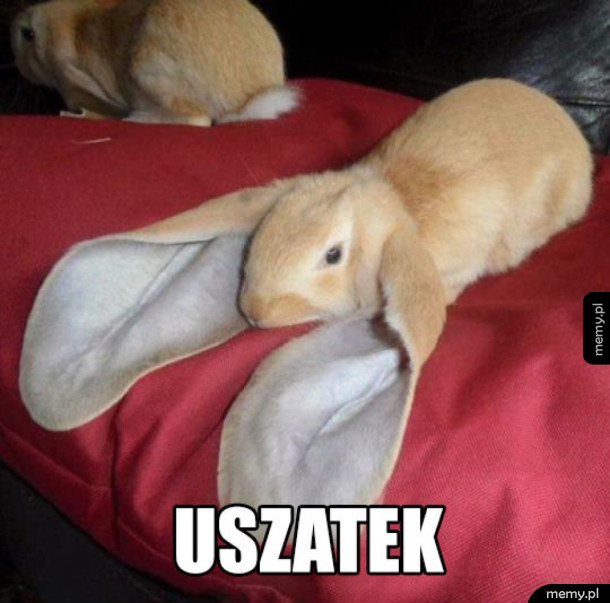 Króliczek