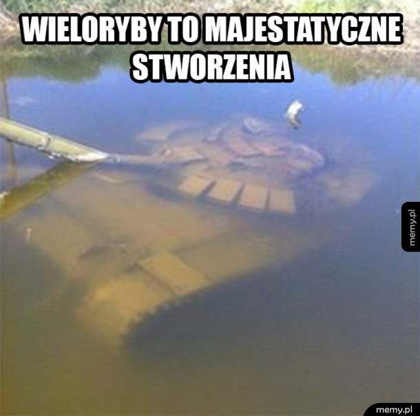 Wieloryby są majestatyczne