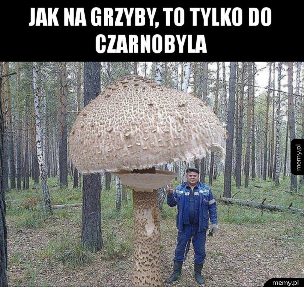 Grzyby w Czarnobylu