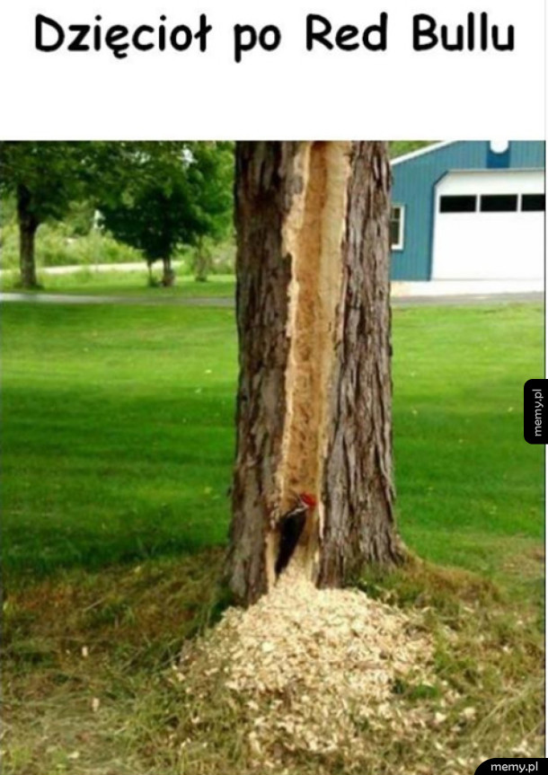 Dzięcioł po red bullu ....