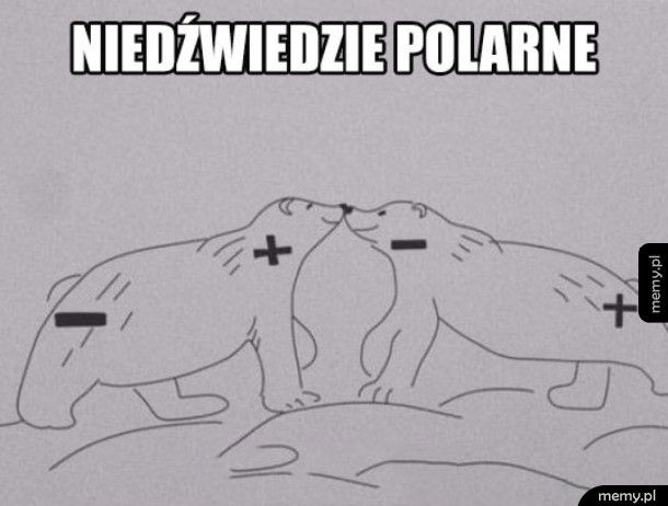 Niedźwiedzie polarne