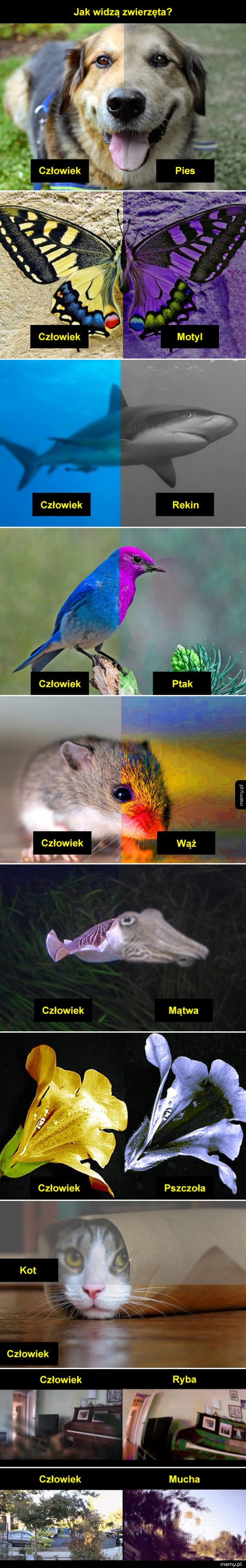 Wzrok