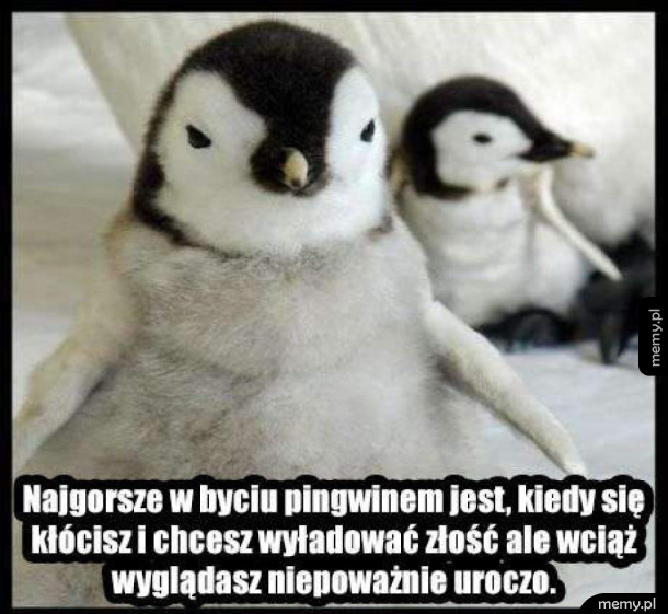 Bycie pingwinem