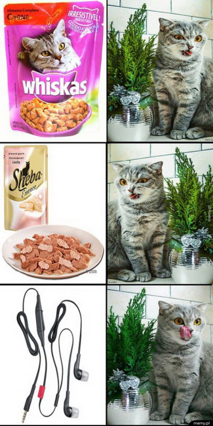 Twój koteł wybrałby...