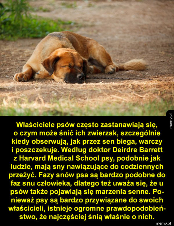 O czym śni twój pies?