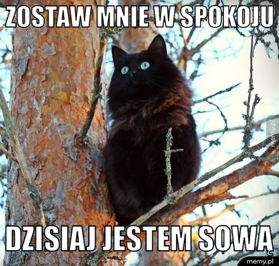 Dziś jestem...