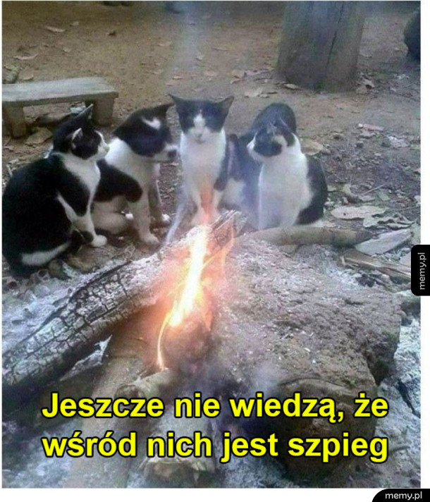 Szpieg