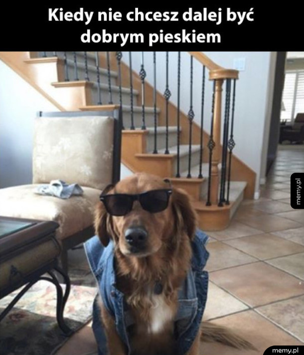 Dobry piesek