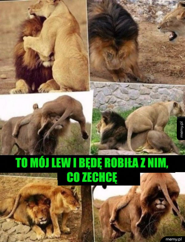 Mój lew