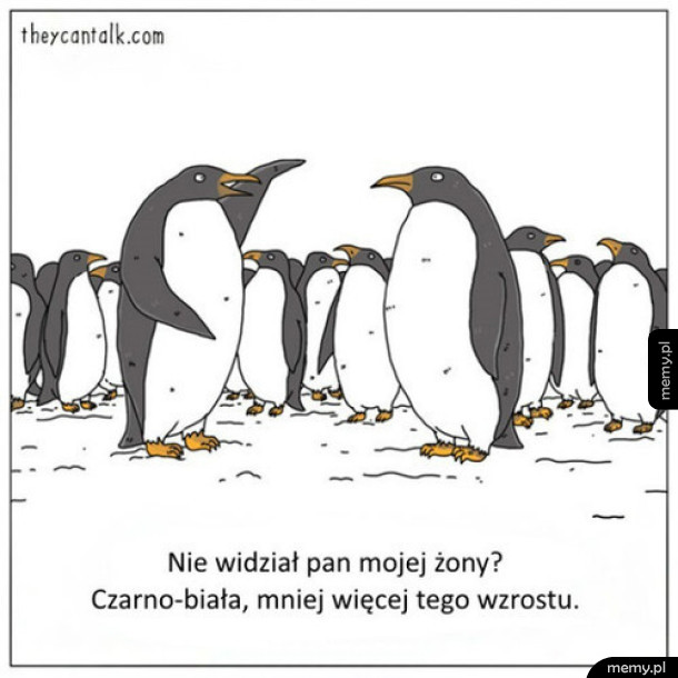 Szukanie żony