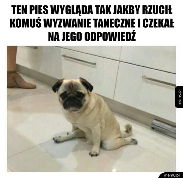 Pies rzuca wyzwanie