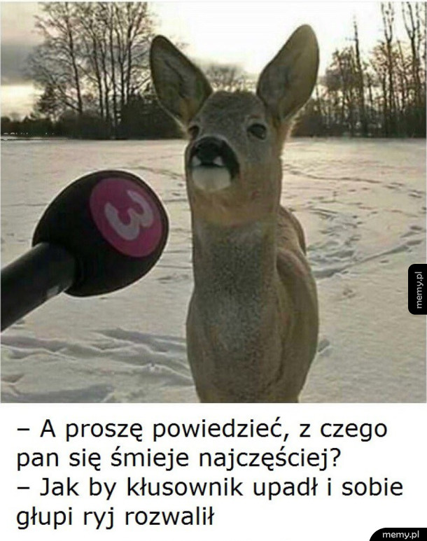 Wywiad z sarną