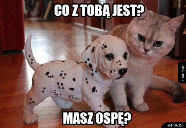 Chory piesek